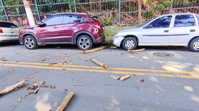 Queda de árvore atinge carros e causa susto em bairro de São Bernardo