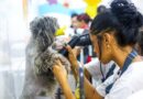Ribeirão Pires abre inscrições para curso gratuito de Banho e Tosa